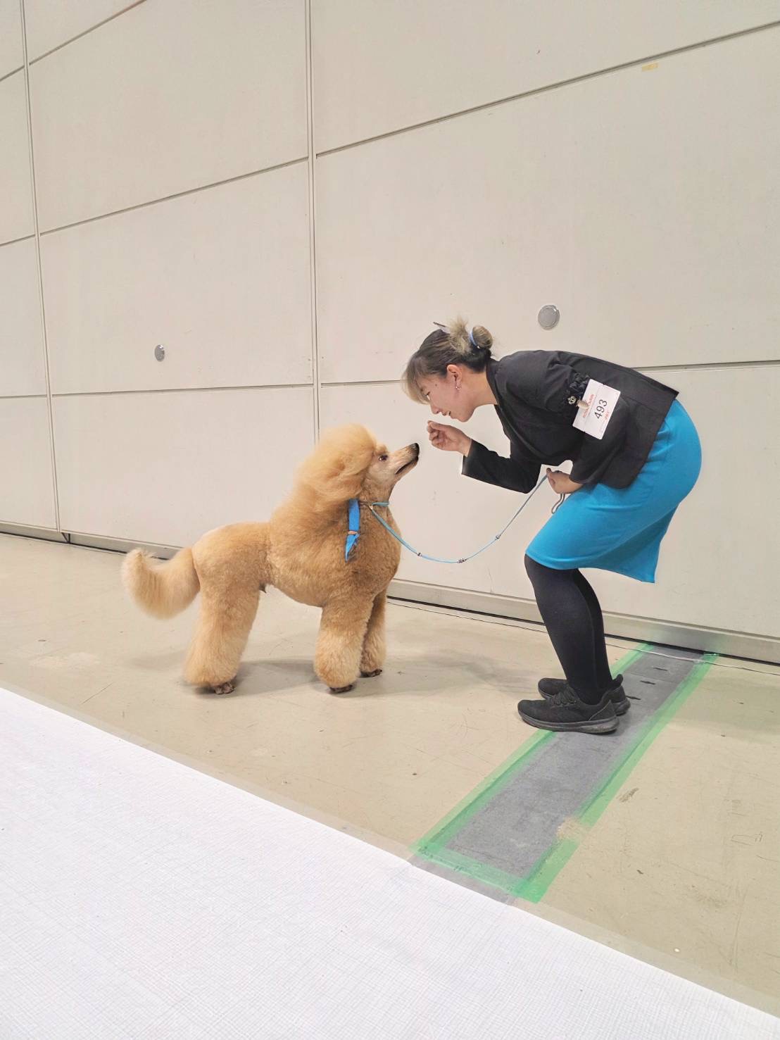 ハンドラーと向き合うプードル