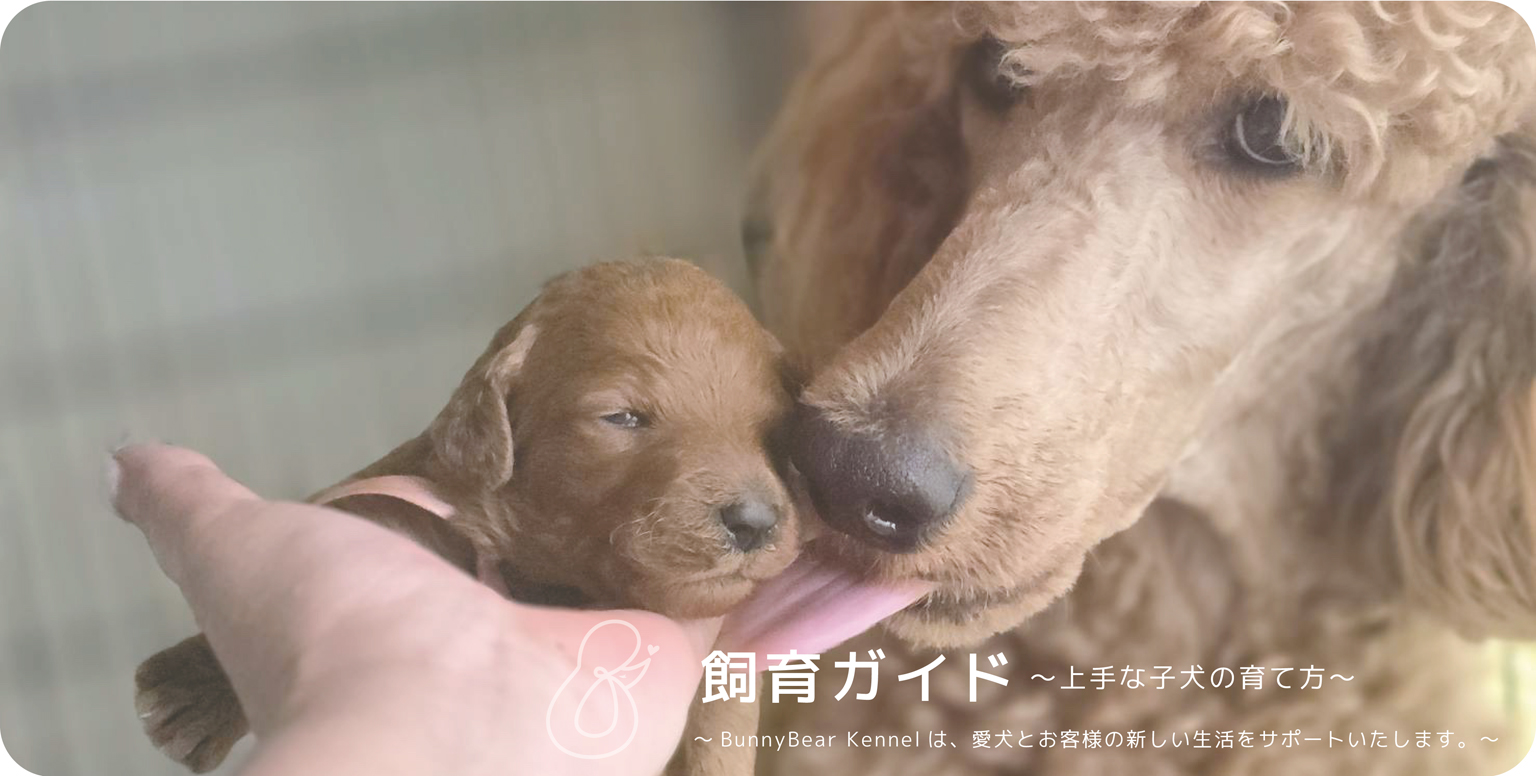 バニーベア犬舎の飼育ガイド