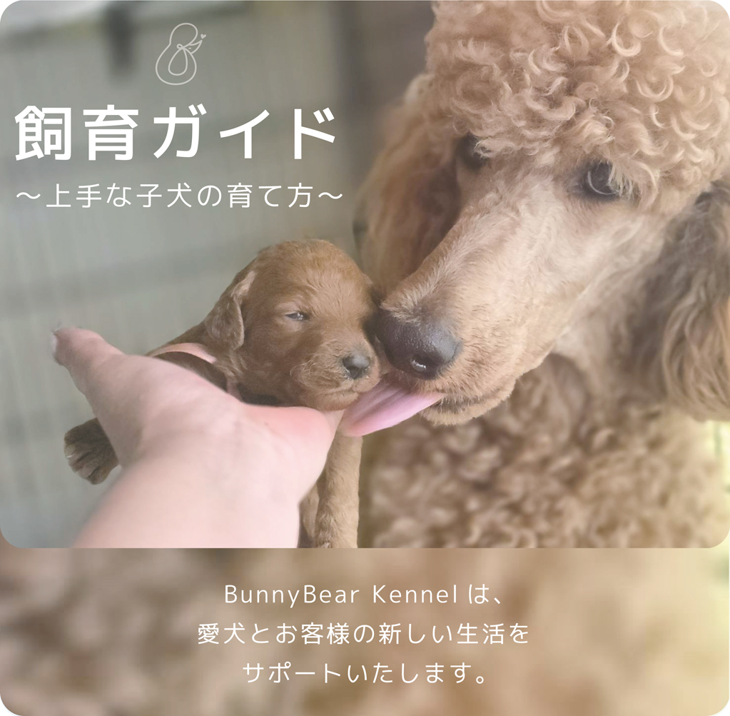 バニーベア犬舎の飼育ガイド