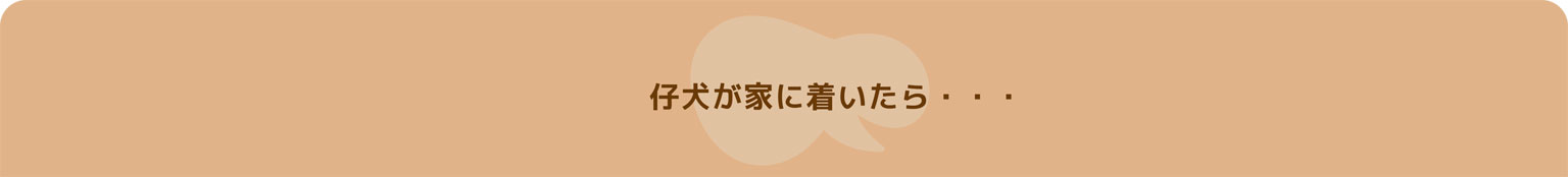 Bunny&Bear Kennelの飼育ガイド