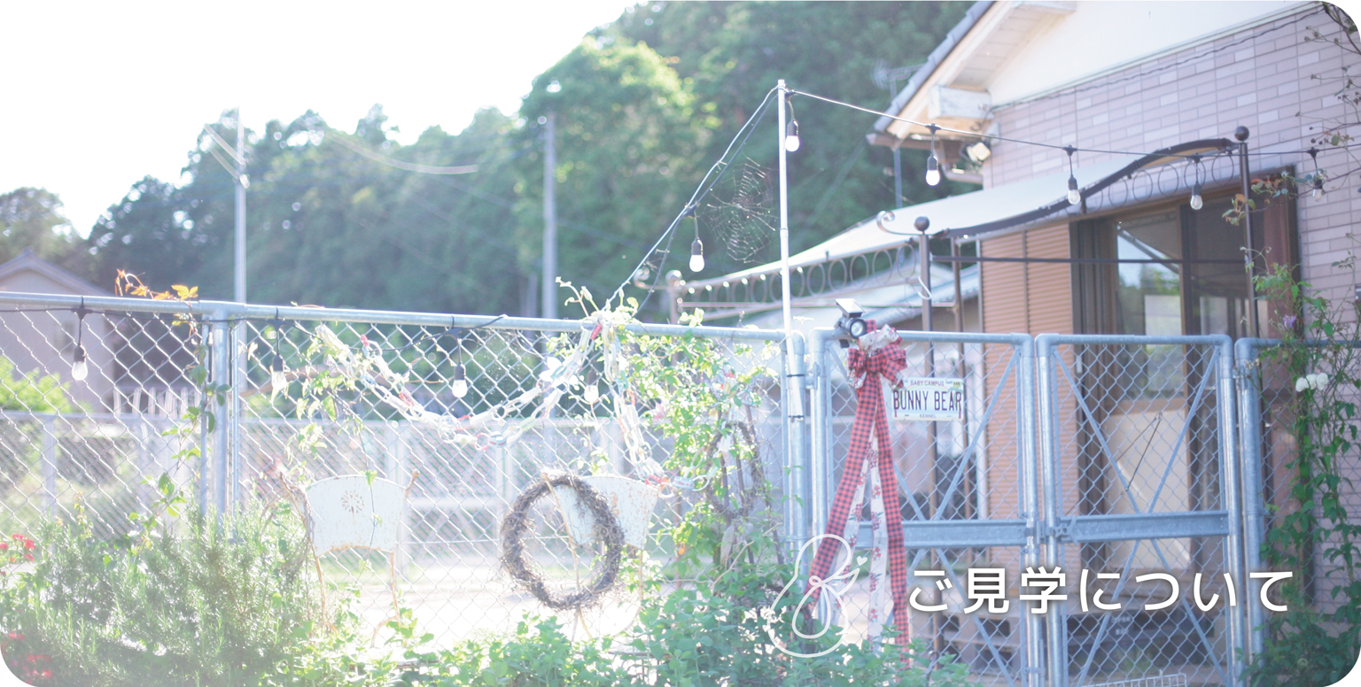バニーベア犬舎のご見学について&アクセス
